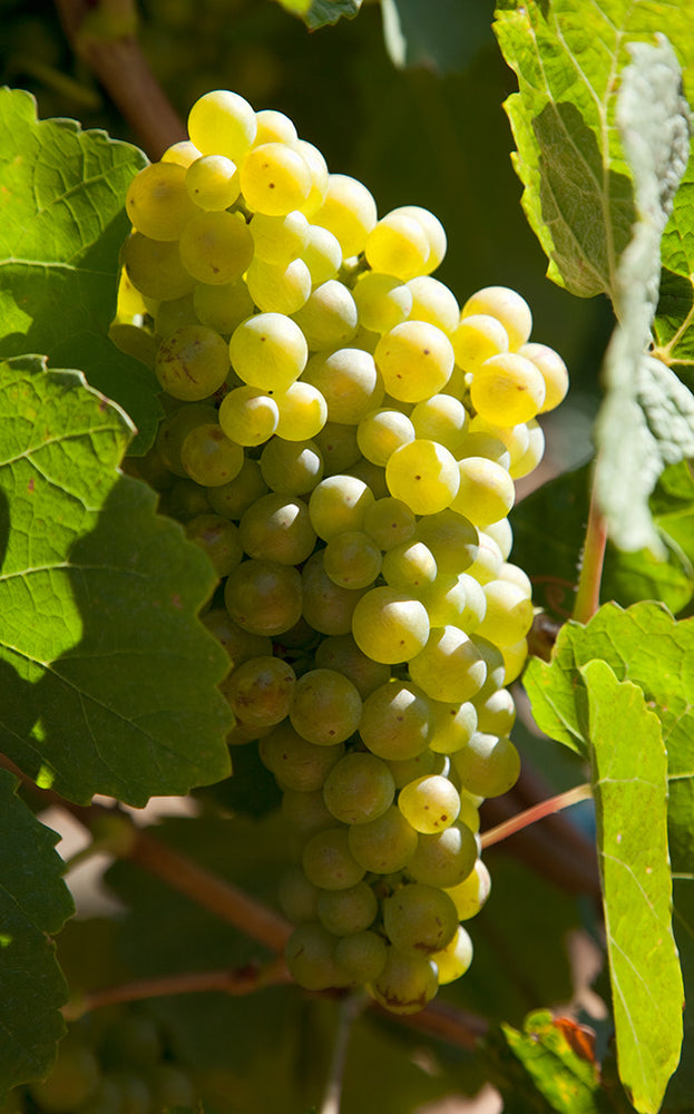 La Marsanne