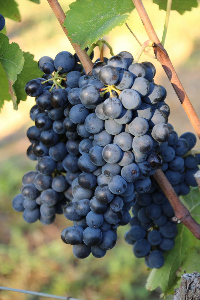 La Syrah