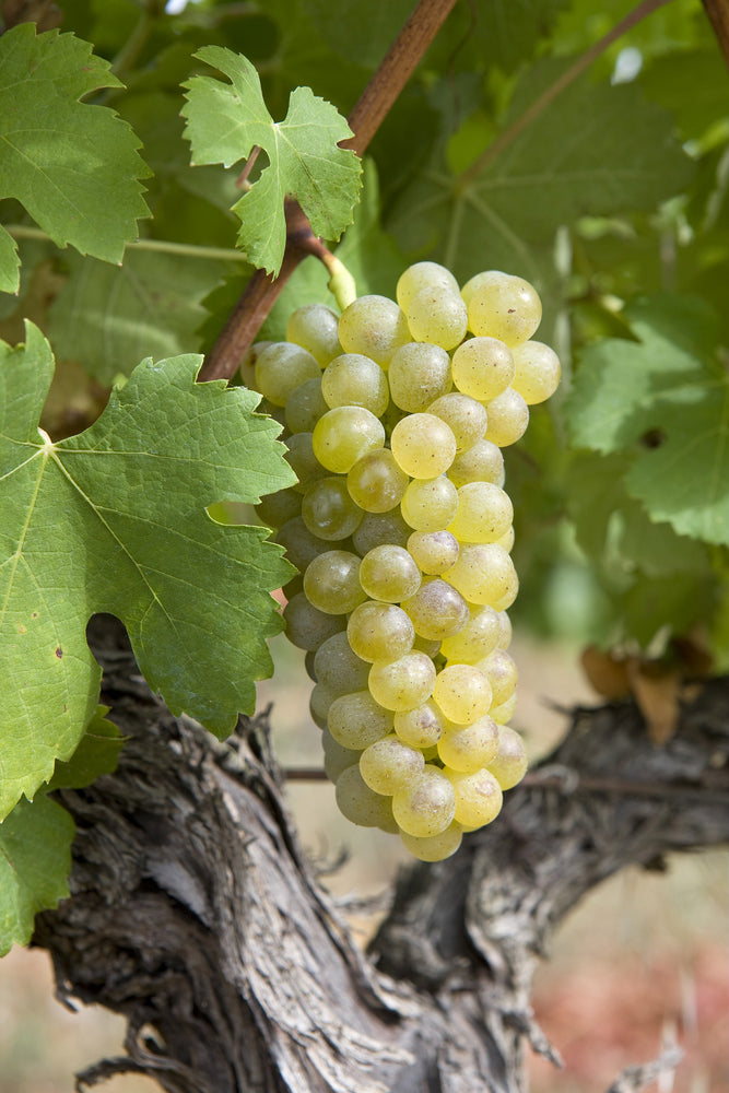 Le Sauvignon