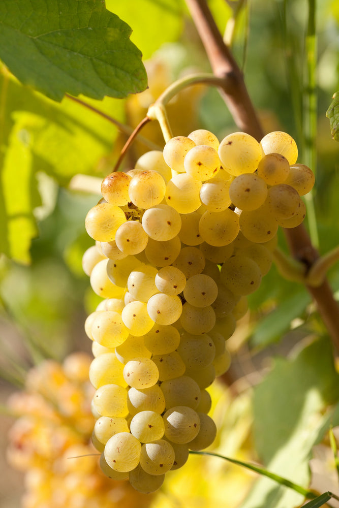 Le Viognier
