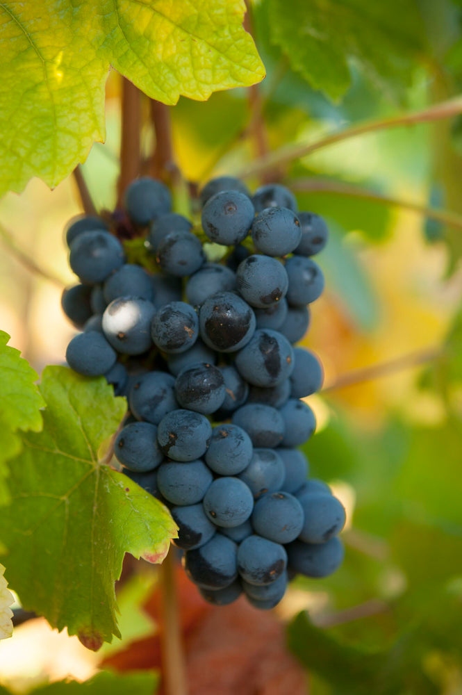 Le Pinot Noir