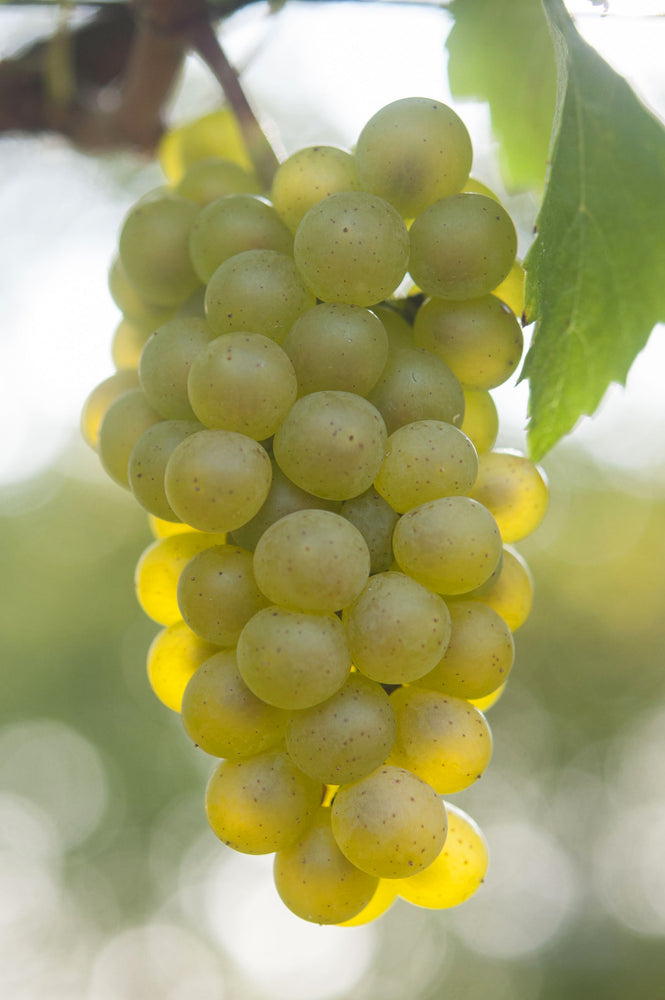 Le Chardonnay