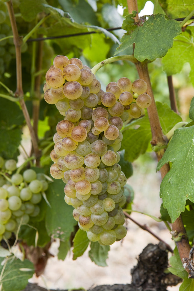 La Roussanne