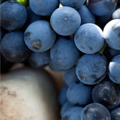 Syrah grape variety