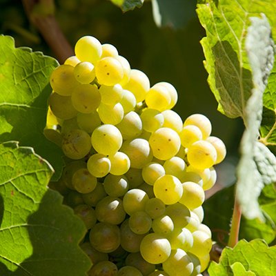 Marsanne grape variety