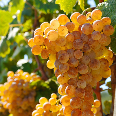 
Roussanne grape variety