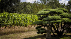 vin jardin zen rouge