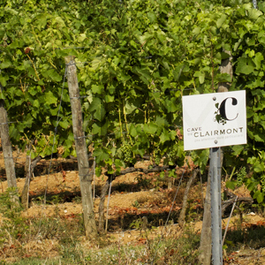 Vigne Saint Joseph