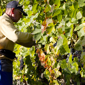 Vendanges à Clairmont